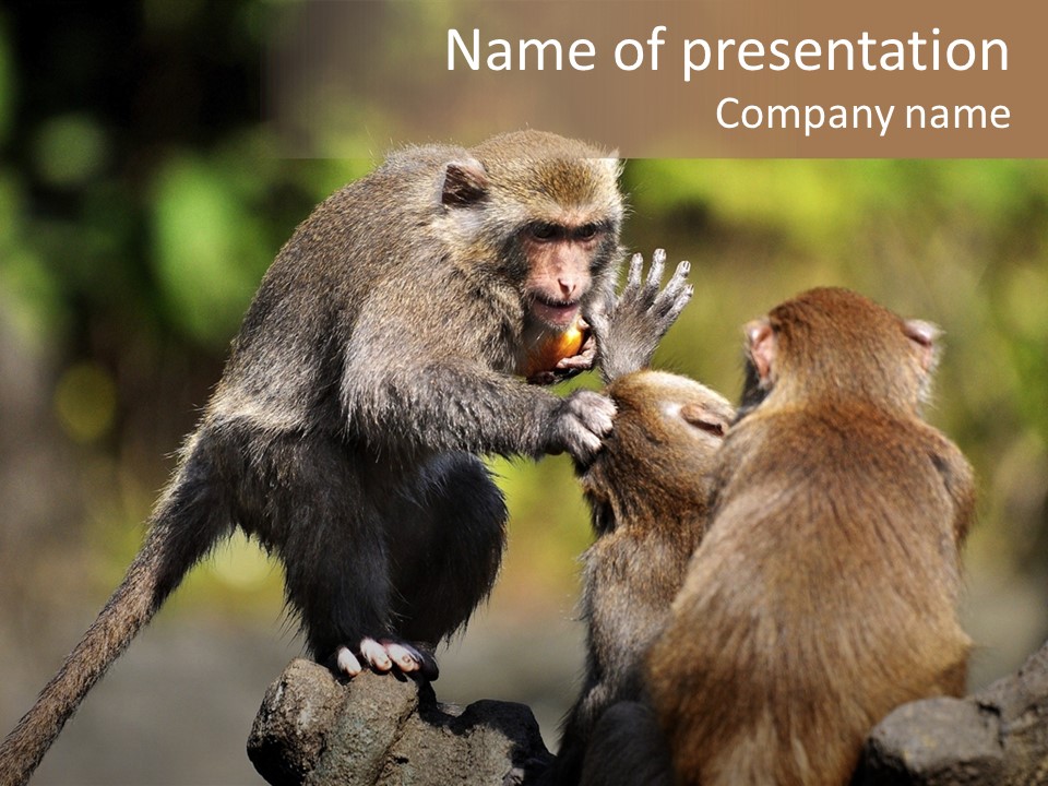 Fights Animal Close Up PowerPoint Template