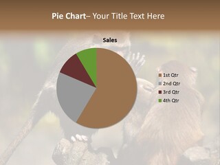 Fights Animal Close Up PowerPoint Template