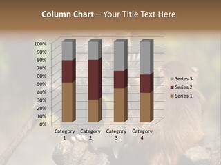 Fights Animal Close Up PowerPoint Template