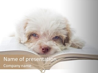 Study Dislike Humor PowerPoint Template