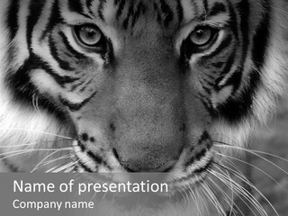 Down Zoo Jungle PowerPoint Template