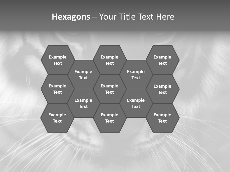 Down Zoo Jungle PowerPoint Template