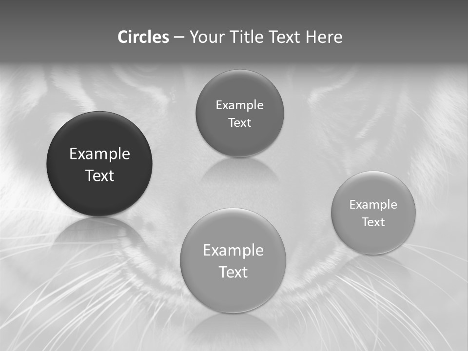 Down Zoo Jungle PowerPoint Template