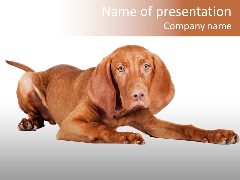 Puppy Charming One PowerPoint Template