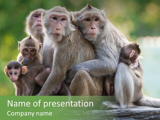 Primate Beauty Monkey PowerPoint Template