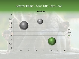 Primate Beauty Monkey PowerPoint Template