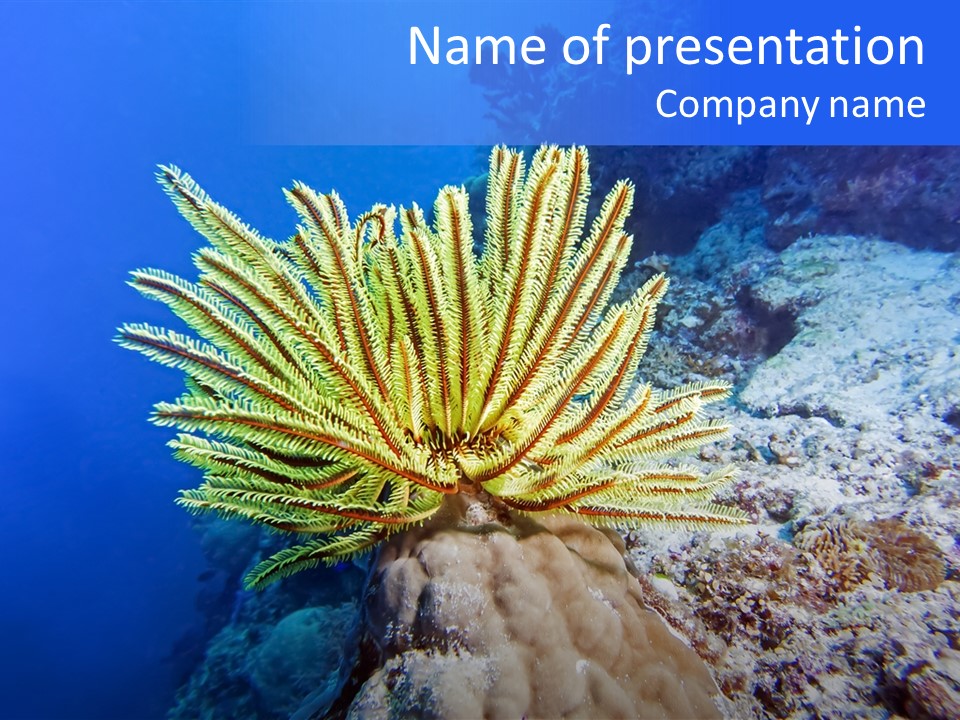 Undersea Colorful Soft PowerPoint Template