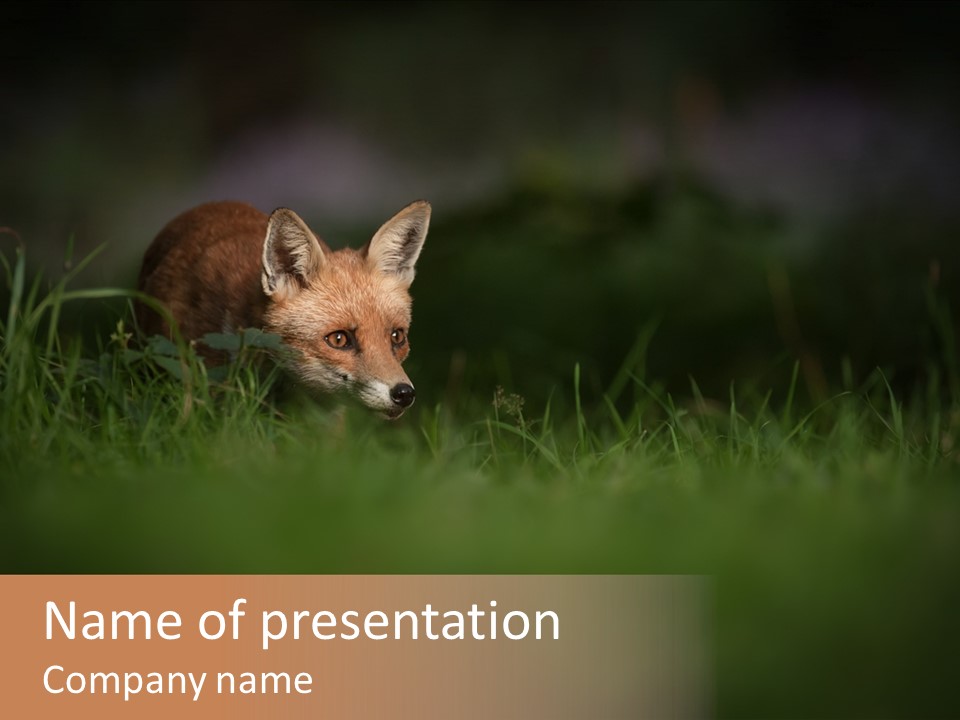 A Baby Fox In The Grass Powerpoint Template PowerPoint Template