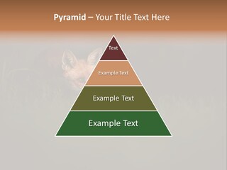 A Baby Fox In The Grass Powerpoint Template PowerPoint Template