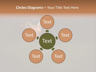 A Baby Fox In The Grass Powerpoint Template PowerPoint Template