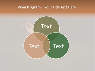 A Baby Fox In The Grass Powerpoint Template PowerPoint Template