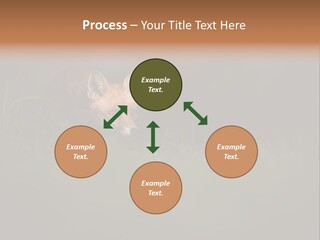 A Baby Fox In The Grass Powerpoint Template PowerPoint Template