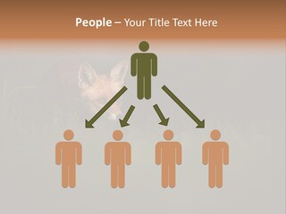 A Baby Fox In The Grass Powerpoint Template PowerPoint Template