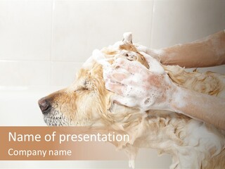 Grooming Shampoo Golden Retriever PowerPoint Template