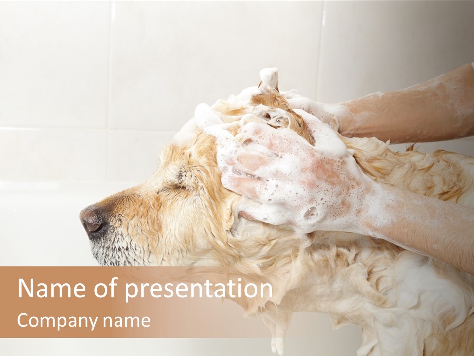 Grooming Shampoo Golden Retriever PowerPoint Template