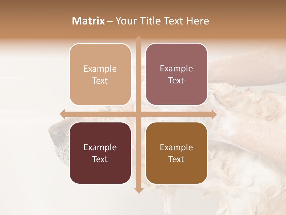 Grooming Shampoo Golden Retriever PowerPoint Template