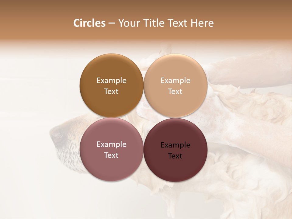 Grooming Shampoo Golden Retriever PowerPoint Template