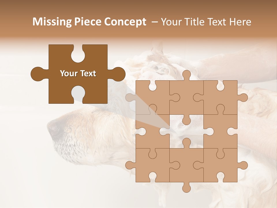 Grooming Shampoo Golden Retriever PowerPoint Template