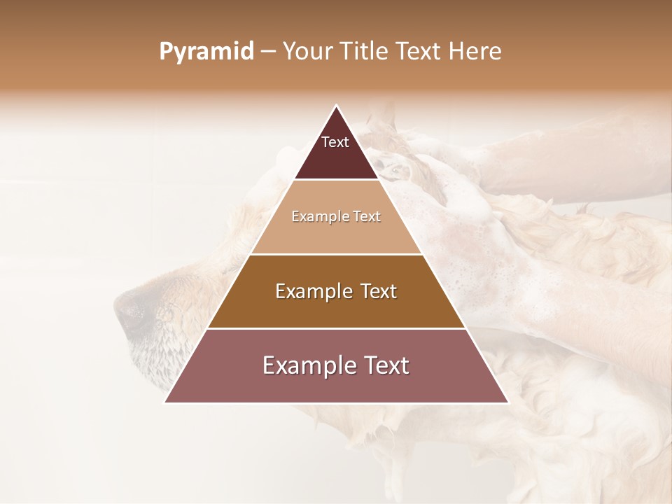 Grooming Shampoo Golden Retriever PowerPoint Template