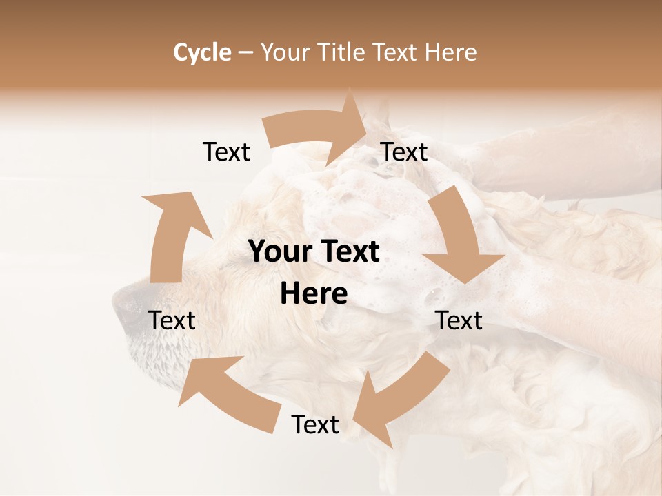 Grooming Shampoo Golden Retriever PowerPoint Template