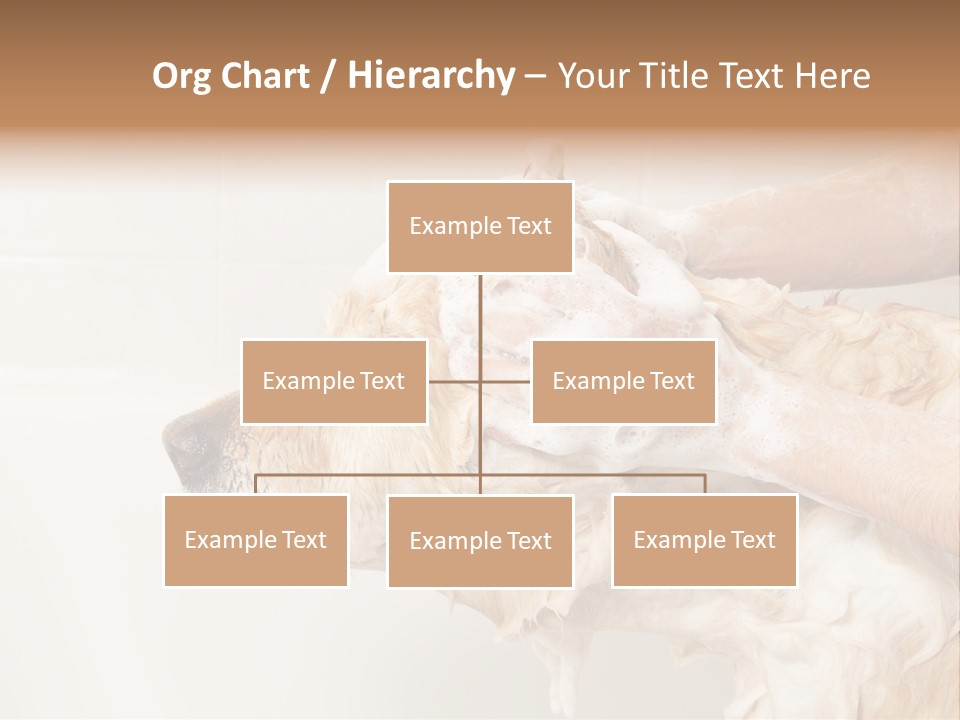 Grooming Shampoo Golden Retriever PowerPoint Template