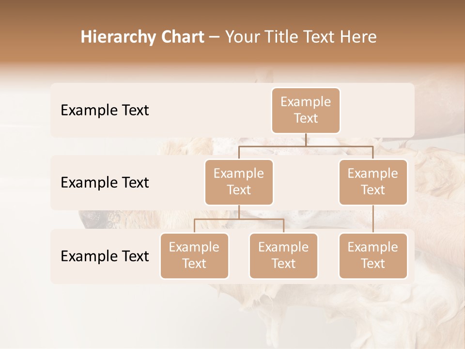 Grooming Shampoo Golden Retriever PowerPoint Template