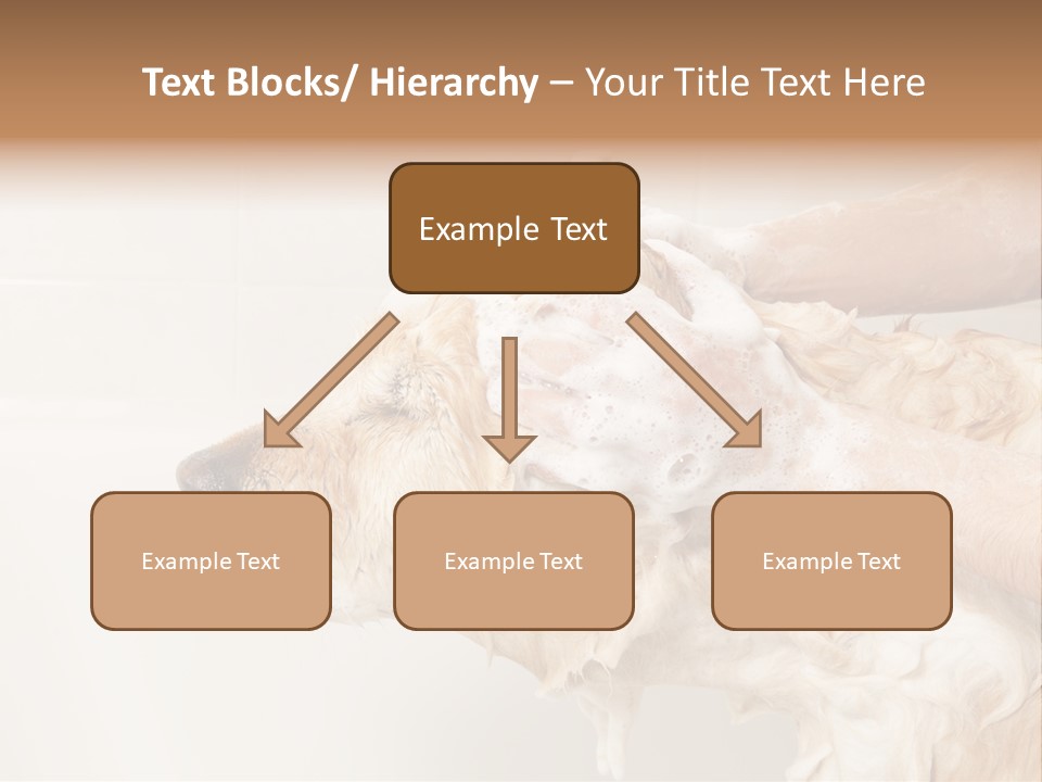 Grooming Shampoo Golden Retriever PowerPoint Template