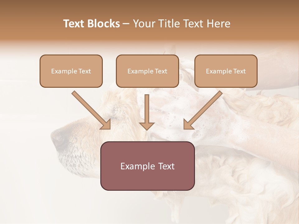 Grooming Shampoo Golden Retriever PowerPoint Template