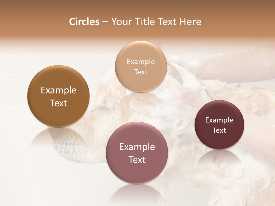 Grooming Shampoo Golden Retriever PowerPoint Template