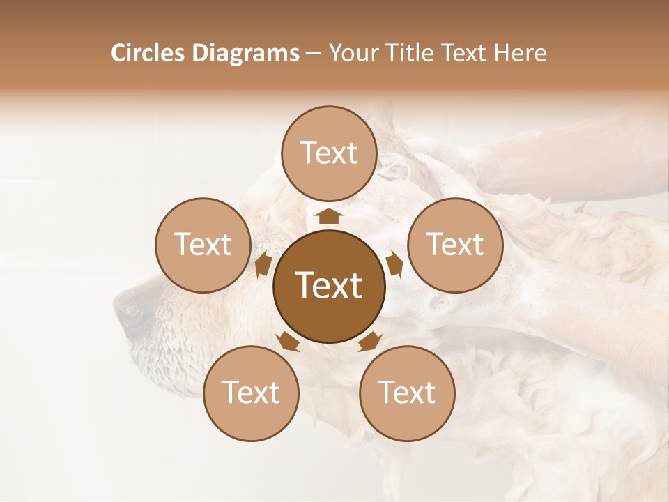 Grooming Shampoo Golden Retriever PowerPoint Template