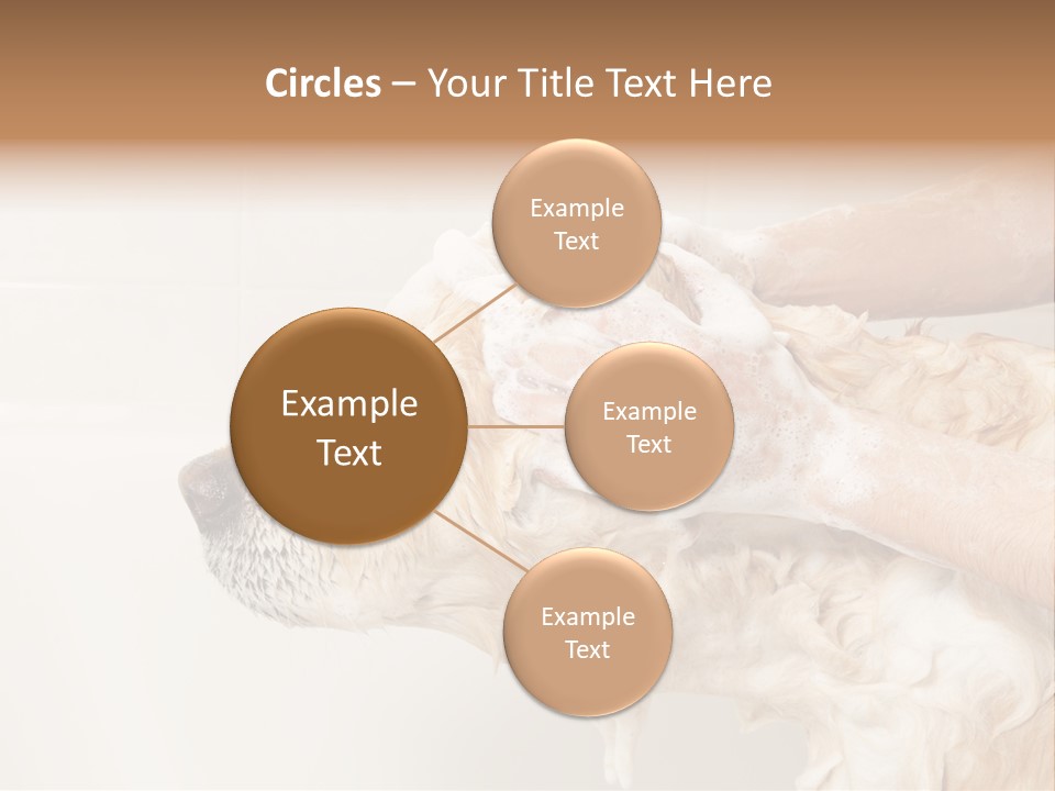 Grooming Shampoo Golden Retriever PowerPoint Template