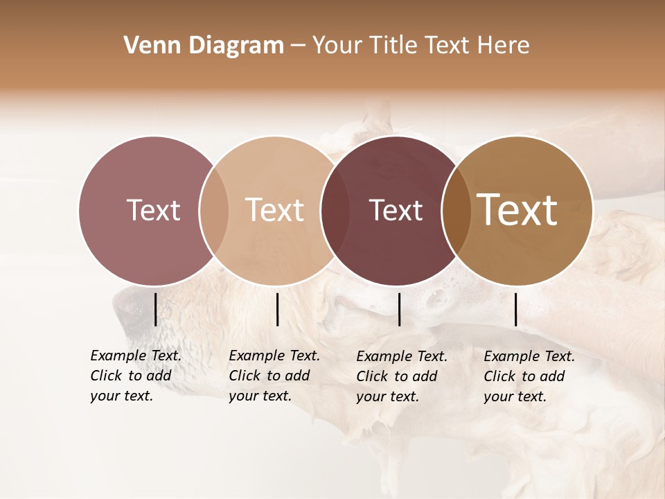 Grooming Shampoo Golden Retriever PowerPoint Template