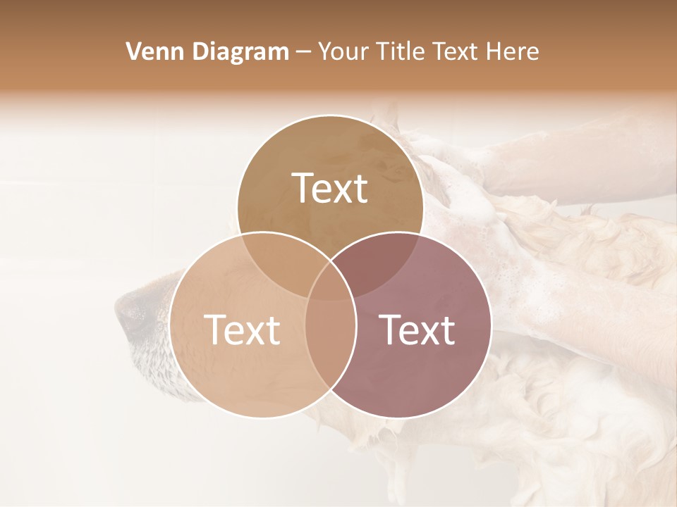Grooming Shampoo Golden Retriever PowerPoint Template