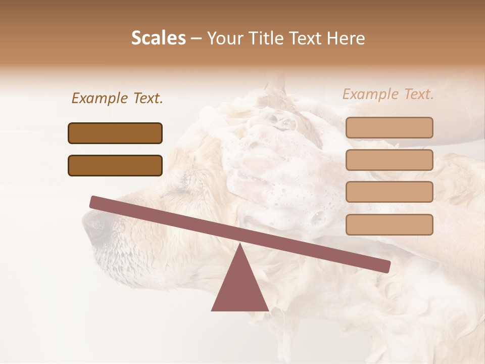 Grooming Shampoo Golden Retriever PowerPoint Template