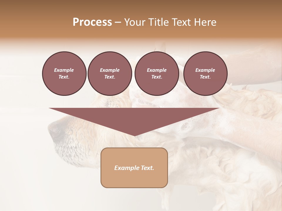 Grooming Shampoo Golden Retriever PowerPoint Template