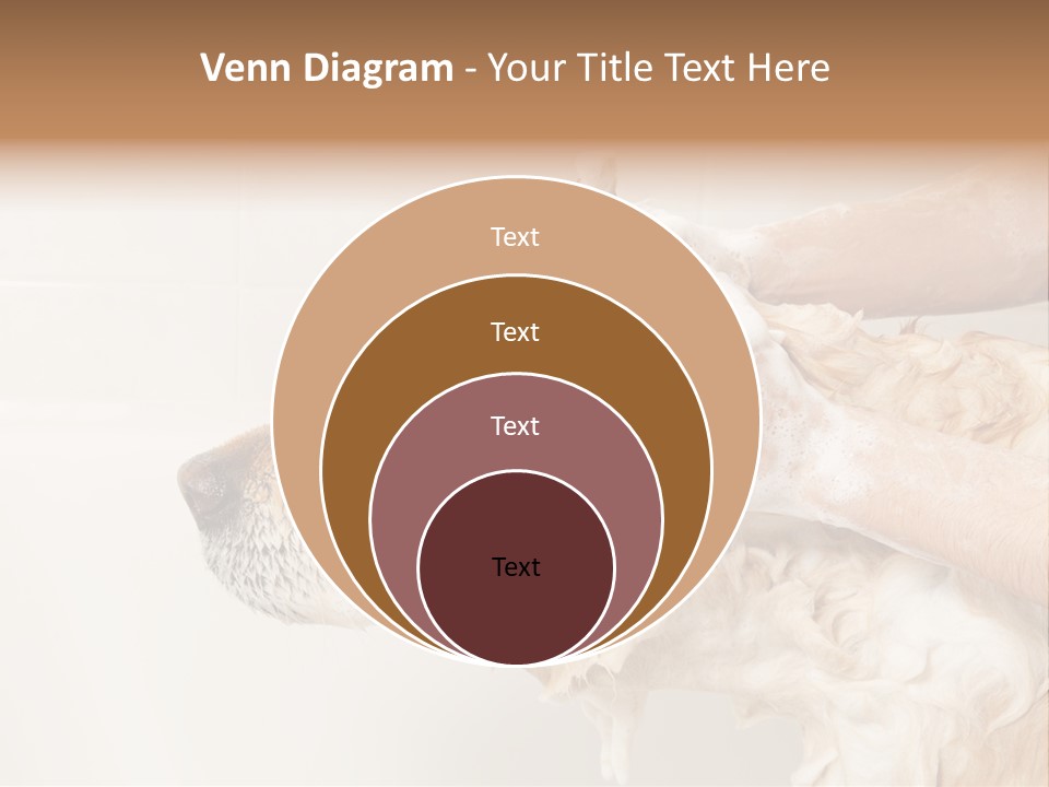 Grooming Shampoo Golden Retriever PowerPoint Template