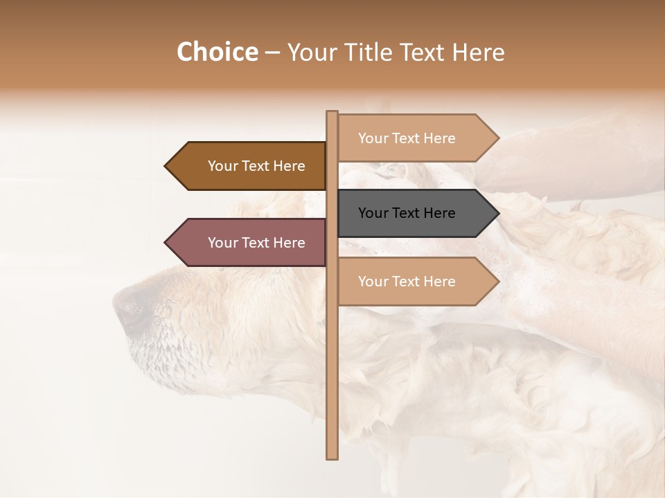 Grooming Shampoo Golden Retriever PowerPoint Template