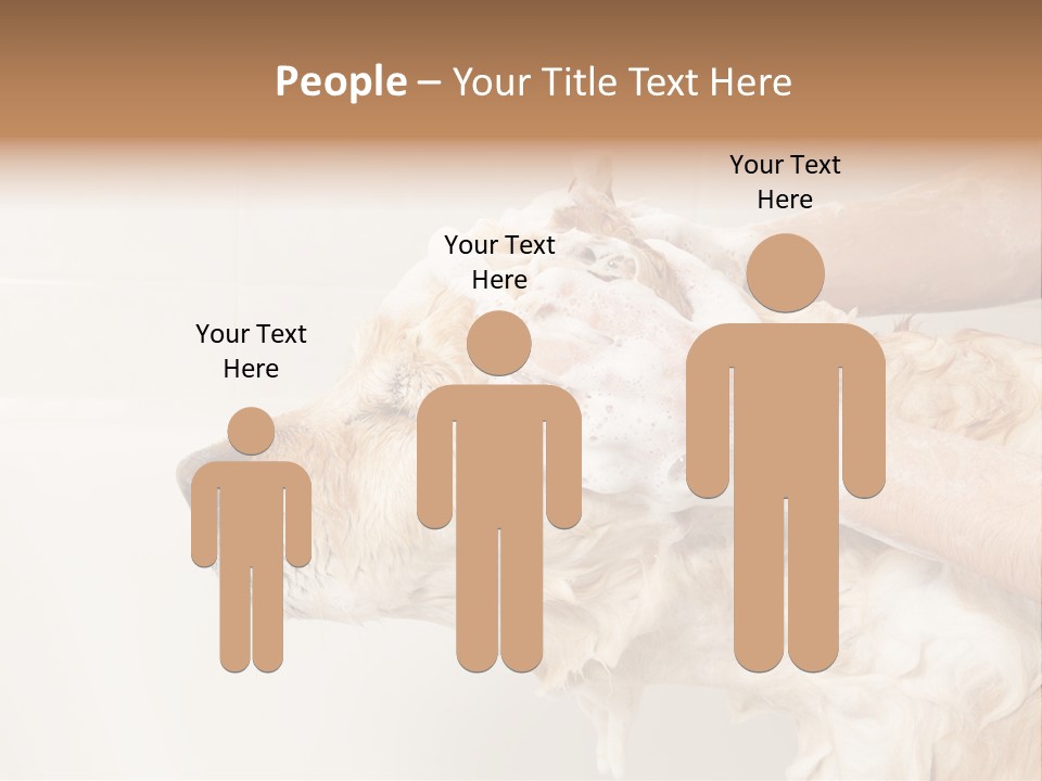Grooming Shampoo Golden Retriever PowerPoint Template