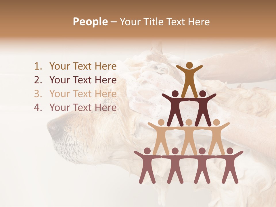 Grooming Shampoo Golden Retriever PowerPoint Template