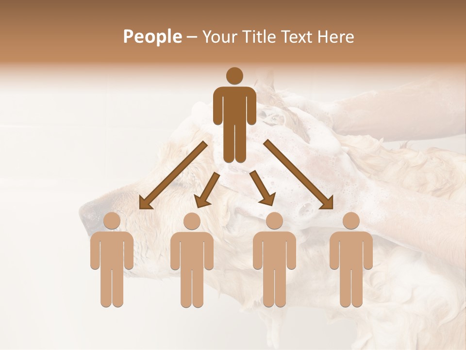 Grooming Shampoo Golden Retriever PowerPoint Template