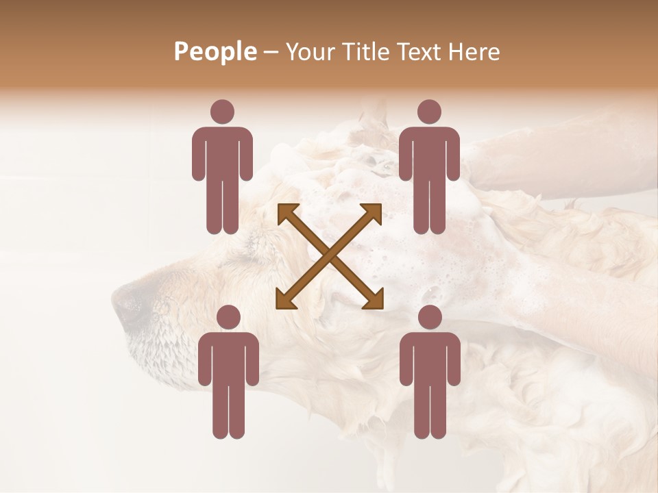 Grooming Shampoo Golden Retriever PowerPoint Template