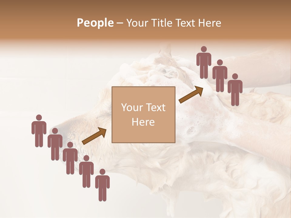 Grooming Shampoo Golden Retriever PowerPoint Template