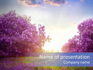 A Field Of Purple Flowers With The Sun In The Background PowerPoint Template