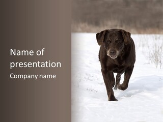Chocolate Labrador Retriever Snow Background Playing Dog PowerPoint Template