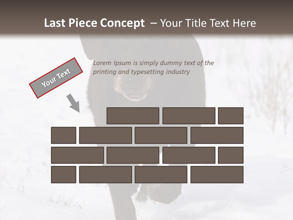 Chocolate Labrador Retriever Snow Background Playing Dog PowerPoint Template