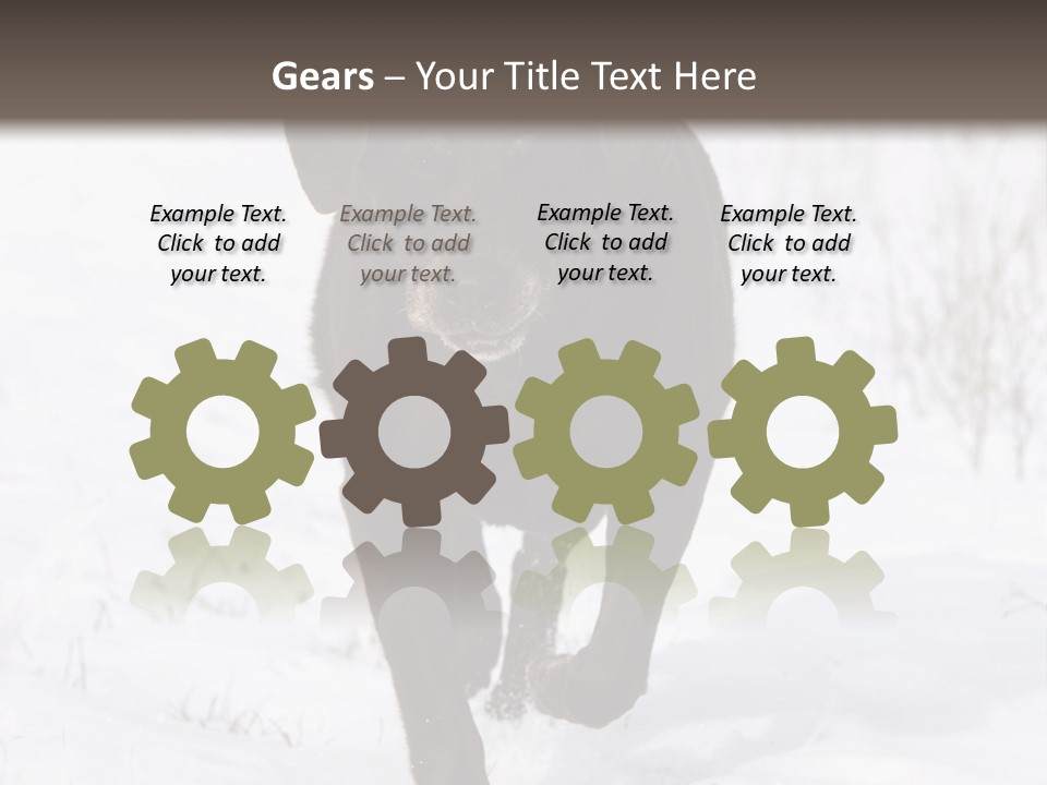 Chocolate Labrador Retriever Snow Background Playing Dog PowerPoint Template