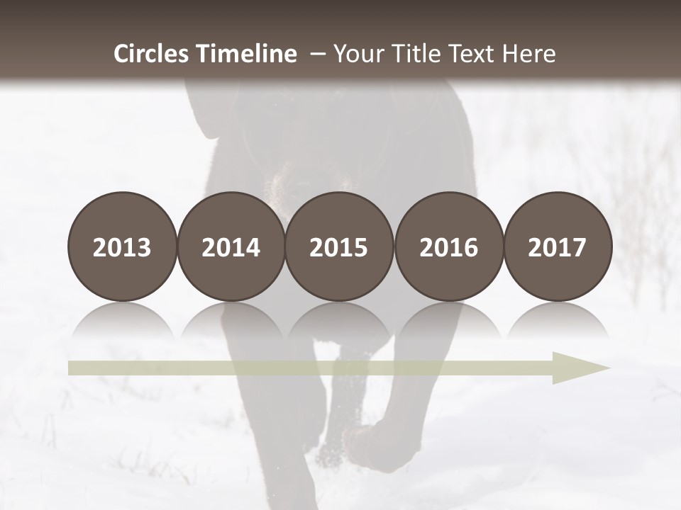 Chocolate Labrador Retriever Snow Background Playing Dog PowerPoint Template