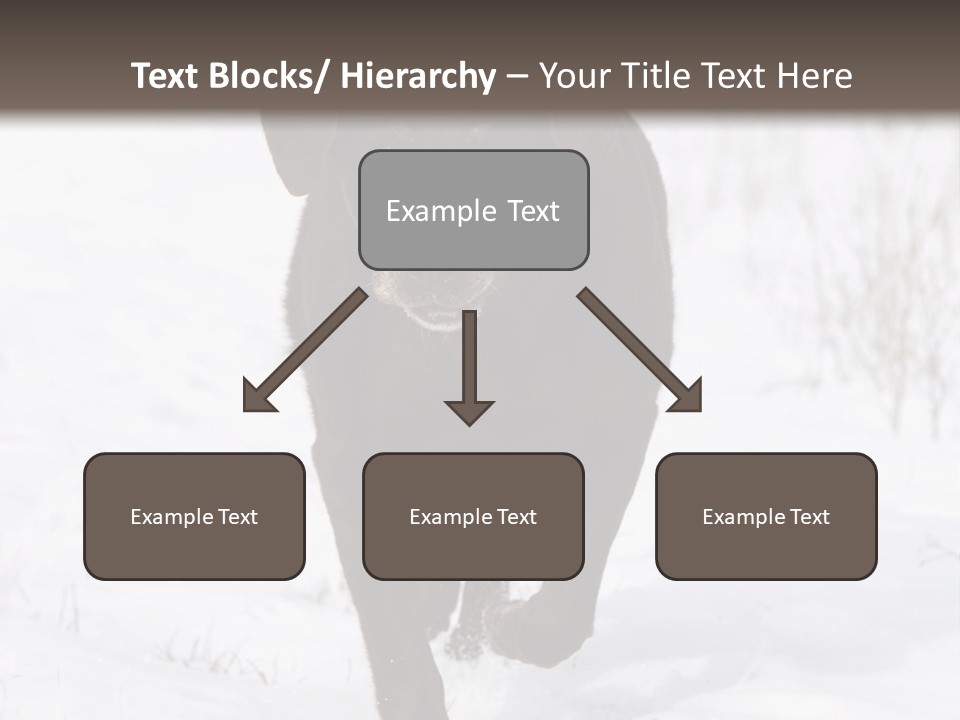 Chocolate Labrador Retriever Snow Background Playing Dog PowerPoint Template