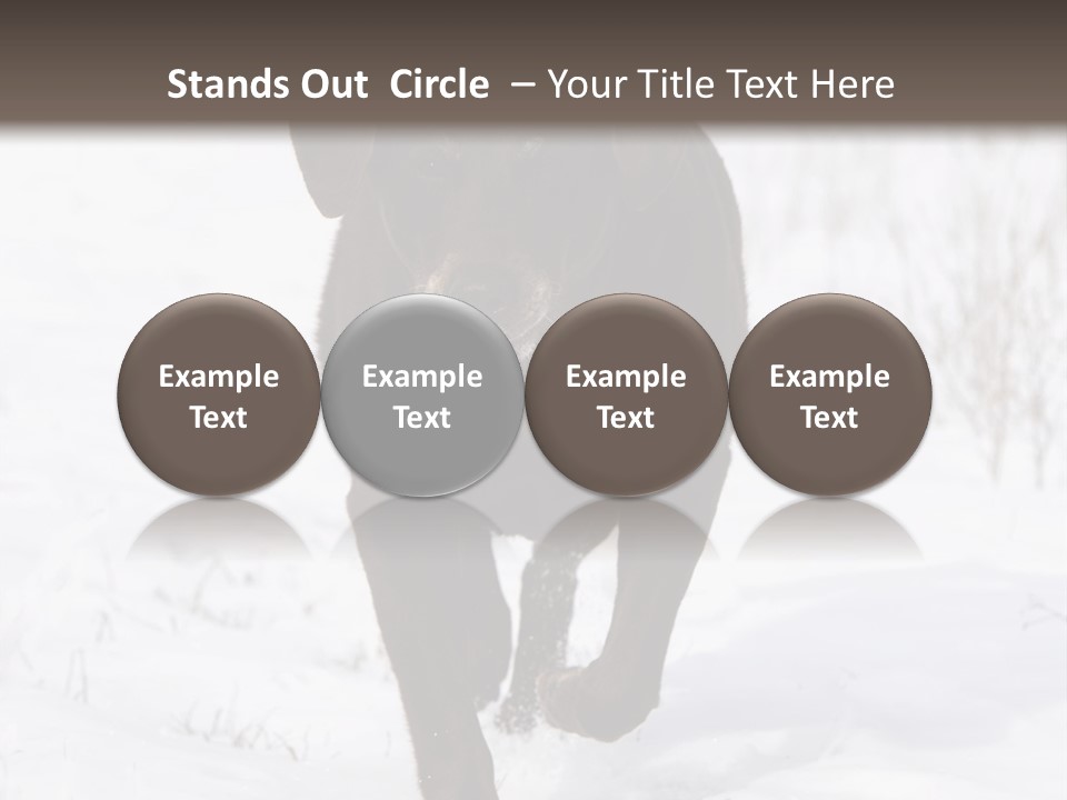 Chocolate Labrador Retriever Snow Background Playing Dog PowerPoint Template