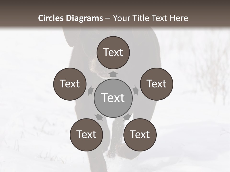 Chocolate Labrador Retriever Snow Background Playing Dog PowerPoint Template